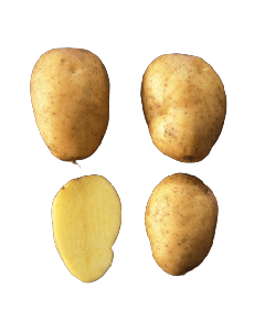 北海道長薯仔(袋裝)