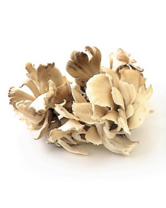 日本雪國舞茸菇 70G